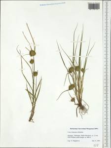 Carex bohemica Schreb., Western Europe (EUR) (Germany)