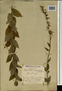Asyneuma campanuloides (M.Bieb. ex Sims) Bornm., Caucasus, Azerbaijan (K6) (Azerbaijan)