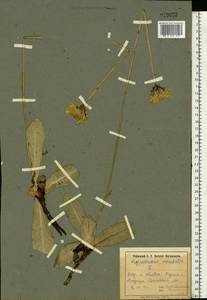Trommsdorffia maculata (L.) Bernh., Eastern Europe, North Ukrainian region (E11) (Ukraine)