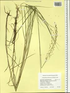 Scolochloa festucacea (Willd.) Link, Siberia, Baikal & Transbaikal region (S4) (Russia)