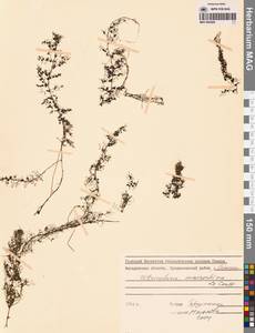 Utricularia macrorhiza Leconte, Siberia, Chukotka & Kamchatka (S7) (Russia)