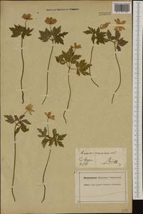 Anemone nemorosa L., Western Europe (EUR) (Germany)
