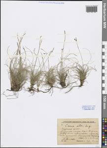 Carex alba Scop., Siberia, Yakutia (S5) (Russia)