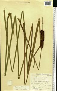 Typha angustifolia L., Eastern Europe, Western region (E3) (Russia)