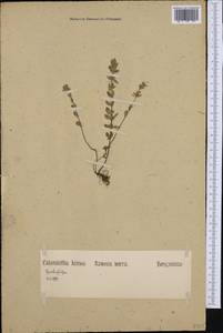 Clinopodium acinos (L.) Kuntze, Western Europe (EUR) (Germany)