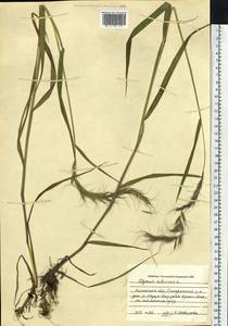 Elymus sibiricus L., Siberia, Baikal & Transbaikal region (S4) (Russia)