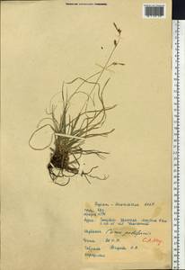 Carex pediformis C.A.Mey., Siberia, Baikal & Transbaikal region (S4) (Russia)