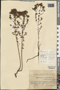 Hypericum perforatum subsp. veronense (Schrank) A. Fröhlich, Western Europe (EUR) (Bulgaria)