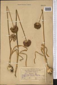 Allium fetisowii Regel, Middle Asia, Western Tian Shan & Karatau (M3) (Kazakhstan)