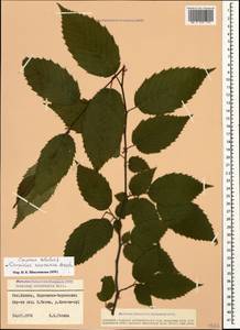 Carpinus betulus L., Caucasus, Stavropol Krai, Karachay-Cherkessia & Kabardino-Balkaria (K1b) (Russia)