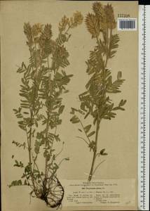 Oxytropis pilosa (L.)DC., Eastern Europe, Central forest-and-steppe region (E6) (Russia)
