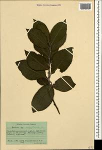 Salix aegyptiaca L., Caucasus, Stavropol Krai, Karachay-Cherkessia & Kabardino-Balkaria (K1b) (Russia)