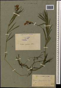 Lathyrus cyaneus (Steven) K.Koch, Caucasus, Georgia (K4) (Georgia)