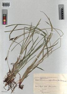 KUZ 003 197, Carex orbicularis Boott, Siberia, Altai & Sayany Mountains (S2) (Russia)