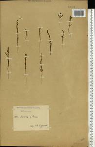 Salicornia europaea (Moss) Lambinon & Vanderp., Eastern Europe, Lower Volga region (E9) (Russia)