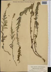 Asyneuma canescens (Waldst. & Kit.) Griseb. & Schenk, Western Europe (EUR) (Hungary)