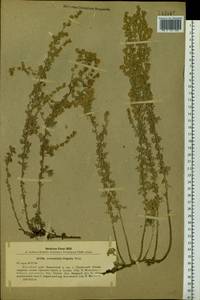 Artemisia frigida Willd., Siberia, Baikal & Transbaikal region (S4) (Russia)