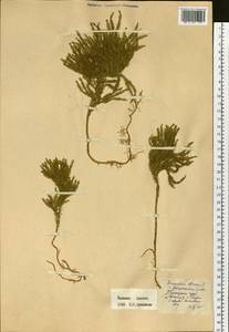 Dendrolycopodium juniperoideum (Sw.) A. Haines, Siberia, Russian Far East (S6) (Russia)