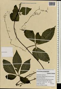 Gynostemma pentaphyllum (Thunb.) Makino, South Asia, South Asia (Asia outside ex-Soviet states and Mongolia) (ASIA) (Vietnam)