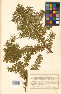 Taxus cuspidata Siebold & Zucc., Siberia, Russian Far East (S6) (Russia)