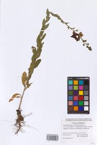Verbascum blattaria L., Eastern Europe, Rostov Oblast (E12a) (Russia)