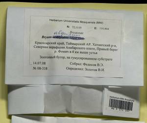 Ptychostomum compactum Hornsch., Bryophytes, Bryophytes - Krasnoyarsk Krai, Tyva & Khakassia (B17) (Russia)