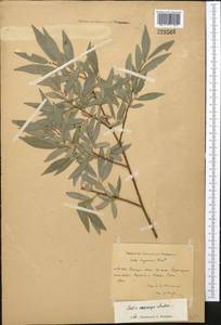Salix pycnostachya Anderss., Middle Asia, Pamir & Pamiro-Alai (M2) (Kyrgyzstan)