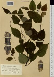 Betula davurica Pall., Botanic gardens and arboreta (GARD) (Russia)