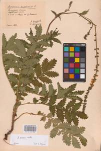Agrimonia procera Wallr., Eastern Europe, Central region (E4) (Russia)