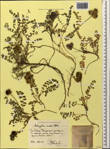 Astragalus oreades C. A. Meyer, Caucasus, Stavropol Krai, Karachay-Cherkessia & Kabardino-Balkaria (K1b) (Russia)