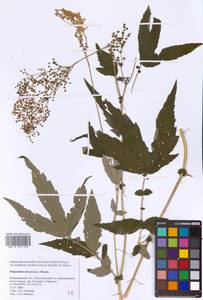 Filipendula ulmaria (L.) Maxim., Eastern Europe, Central region (E4) (Russia)
