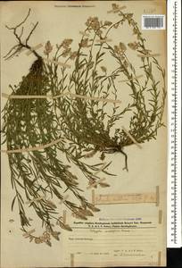 Polygala anatolica Boiss. & Heldr., Caucasus, Azerbaijan (K6) (Azerbaijan)