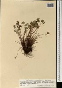 Aleuritopteris argentea (S. G. Gmel.) Fée, Mongolia (MONG) (Mongolia)