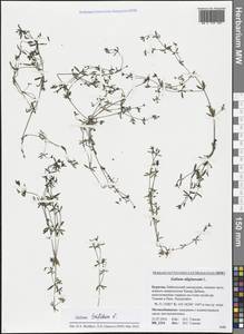 Galium uliginosum L., Siberia, Baikal & Transbaikal region (S4) (Russia)