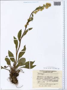 Solidago, Eastern Europe, Northern region (E1) (Russia)