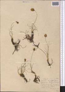 Carex stenophylla subsp. stenophylloides (V.I.Krecz.) T.V.Egorova, Middle Asia, Western Tian Shan & Karatau (M3) (Uzbekistan)