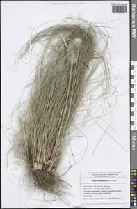 Stipa lessingiana Trin. & Rupr., Eastern Europe, Middle Volga region (E8) (Russia)