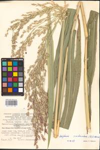 Sorghum bicolor (L.) Moench, Eastern Europe, Central region (E4) (Russia)