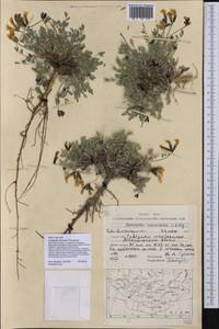 Astragalus tuvinicus S.A. Timokhina, Mongolia (MONG) (Mongolia)