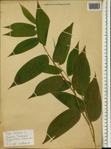 Olyra latifolia L., Africa (AFR) (Ethiopia)