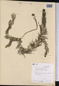 Utricularia vulgaris L., America (AMER) (Canada)