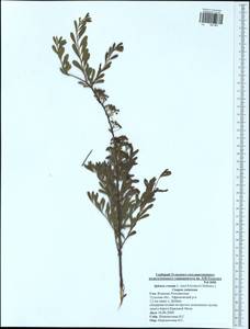 Spiraea crenata L., Eastern Europe, Central region (E4) (Russia)