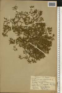 Ceratocarpus arenarius L., Eastern Europe, Rostov Oblast (E12a) (Russia)