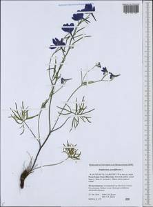 Delphinium grandiflorum L., Siberia, Yakutia (S5) (Russia)