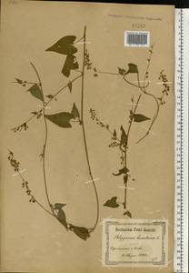 Fallopia dumetorum (L.) Holub, Eastern Europe, North Ukrainian region (E11) (Ukraine)