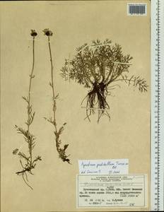 Tanacetum pulchrum (Ledeb.) Sch. Bip., Siberia, Altai & Sayany Mountains (S2) (Russia)