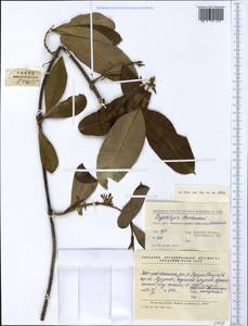 Cryptolepis buchananii Schultes in Roemer & Schultes, South Asia, South Asia (Asia outside ex-Soviet states and Mongolia) (ASIA) (China)