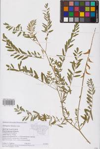 Astragalus falcatus Lam., Eastern Europe, Central region (E4) (Russia)