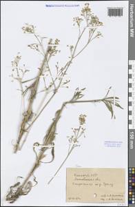 Silene, Middle Asia, Caspian Ustyurt & Northern Aralia (M8) (Kazakhstan)