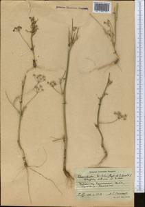 Scaligeria hirtula (Regel & Schmalh.) Lipsky ex Korovin, Middle Asia, Western Tian Shan & Karatau (M3) (Uzbekistan)